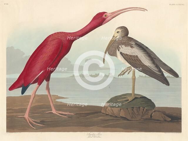 Scarlet Ibis, 1837. Creator: Robert Havell.