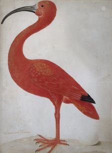 Scarlet Ibis with an Egg, um 1700
