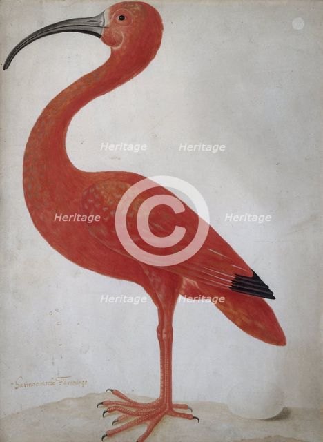 Scarlet Ibis with an Egg, um 1700.