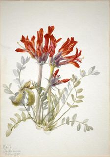 Scarlet Loco (Astragalus coccineus), 1935. Creator: Mary Vaux Walcott