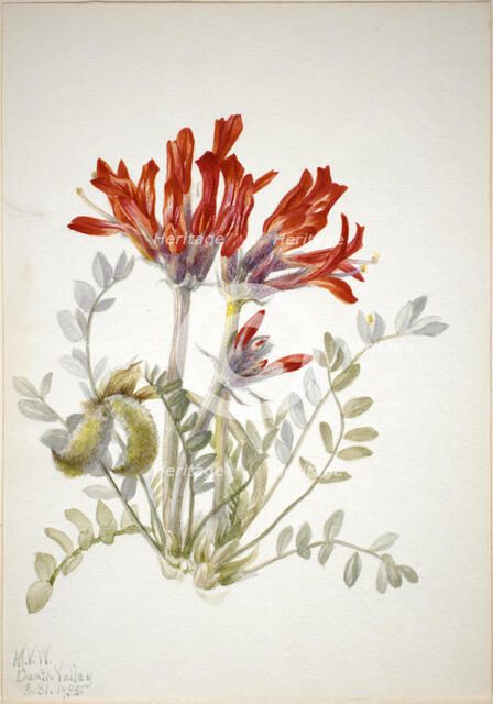 Scarlet Loco (Astragalus coccineus), 1935. Creator: Mary Vaux Walcott.