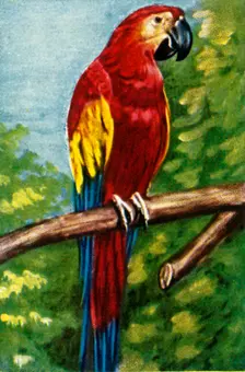 Scarlet macaw, c1928. Creator: Unknown