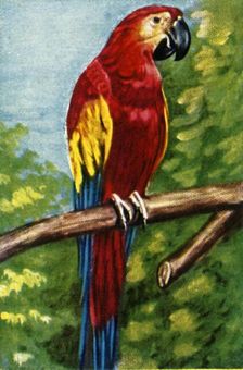 Scarlet macaw, c1928. Creator: Unknown