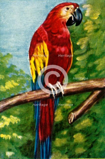 Scarlet macaw, c1928. Creator: Unknown.