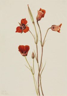Scarlet Mariposa (Calochortus kennedyi), 1926. Creator: Mary Vaux Walcott