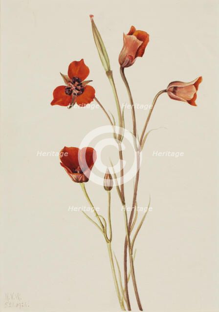 Scarlet Mariposa (Calochortus kennedyi), 1926. Creator: Mary Vaux Walcott.