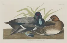 Scaup Duck, 1834. Creator: Robert Havell