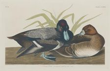 Scaup Duck, 1834. Creator: Robert Havell