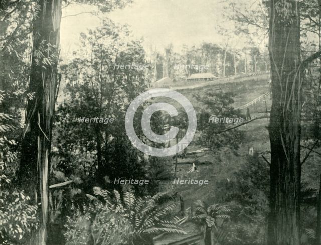 'Scene at Upper Gembrook, Victoria', 1901. Creator: Unknown.