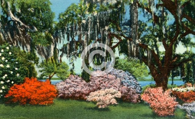'Scene in Belle Isle Gardens, near Georgetown, S.C.', 1942. Creator: Unknown.