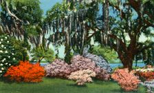 Scene in Belle Isle Gardens, near Georgetown, S.C. 1942. Creator: Unknown