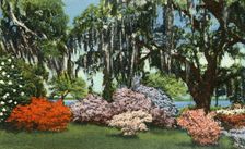 Scene in Belle Isle Gardens, near Georgetown, S.C. 1942. Creator: Unknown
