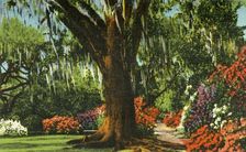 Scene in Magnolia Gardens, near Charleston, S.C. 1942. Creator: Unknown