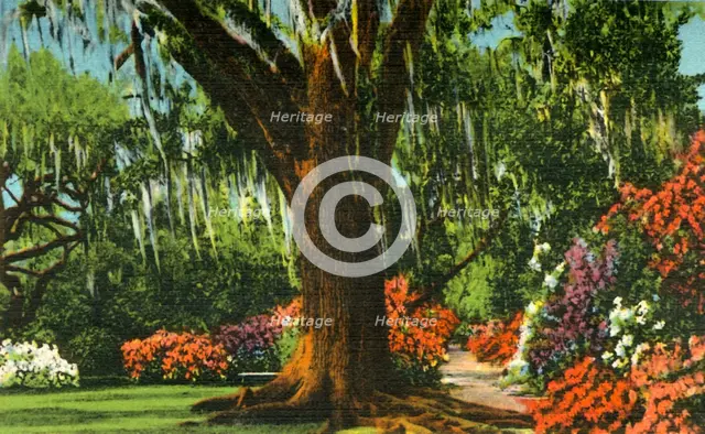 'Scene in Magnolia Gardens, near Charleston, S.C.', 1942. Creator: Unknown.