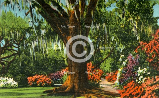 'Scene in Magnolia Gardens, near Charleston, S.C.', 1942. Creator: Unknown.