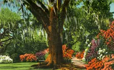 Scene in Magnolia Gardens, near Charleston, S.C. 1942. Creator: Unknown