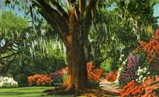 Scene in Magnolia Gardens, near Charleston, S.C. 1942. Creator: Unknown