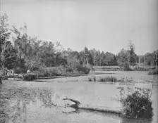 Scene in Mississippi c1897. Creator: Unknown