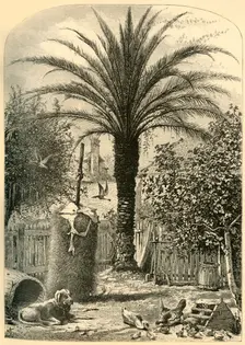 Scene in St. Augustine - The Date Palm 1872. Creator: John J. Harley