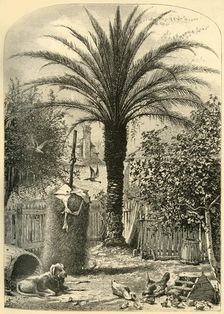 Scene in St. Augustine - The Date Palm 1872. Creator: John J. Harley