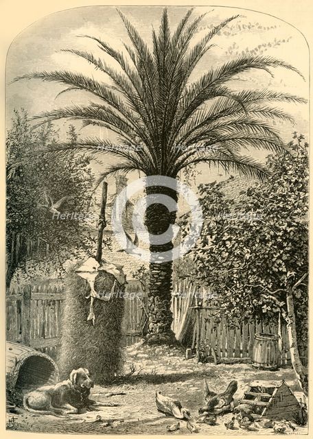 'Scene in St. Augustine - The Date Palm', 1872.  Creator: John J. Harley.