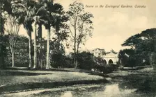 Scene in the Zoological Gardens, Calcutta Creator: Unknown