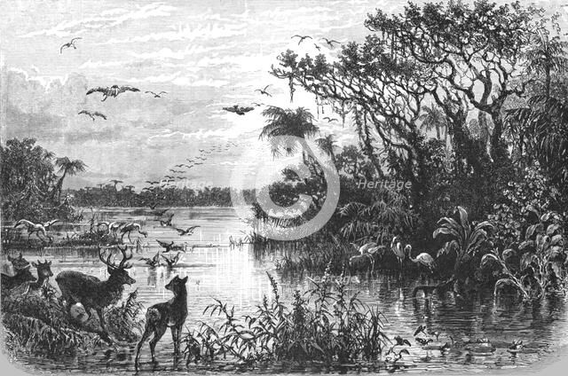 'Scene on a Creek, Tributary to the St. John's, Florida; A Flying Visit to Florida', 1875. Creator: Thomas Mayne Reid.