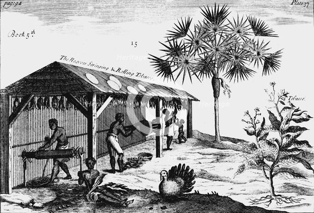 Scene on an American tobacco plantation, 1725. Artist: Unknown