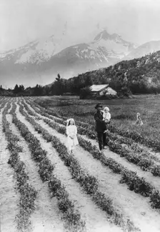 Scene on farm in southeastern Alaska, where small fruits and vegetables..., between c1900 and 1923. Creator: Unknown