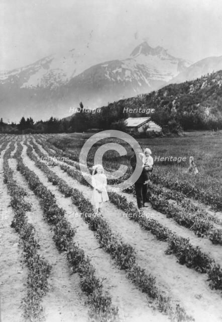 Scene on farm in southeastern Alaska, where small fruits and vegetables..., between c1900 and 1923. Creator: Unknown.