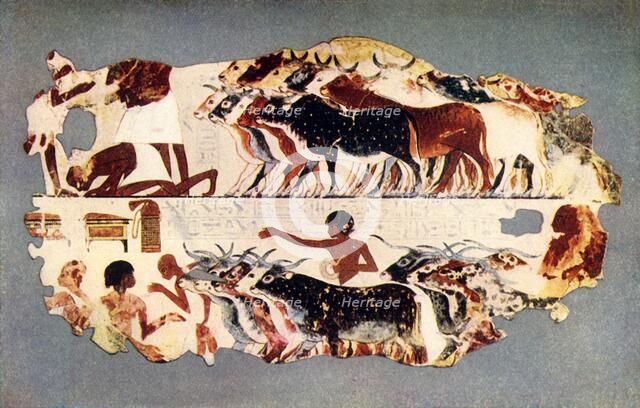 'Scene representing the driving of a large herd of cattle on an Egyptian farm', c1350 BC, (1915.) Creator: Unknown.
