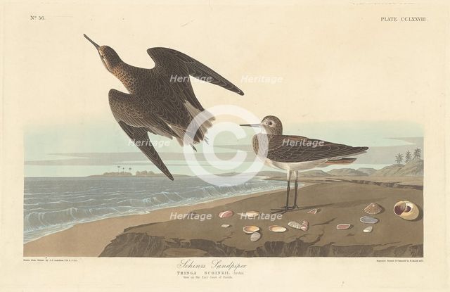 Schinz's Sandpiper, 1835. Creator: Robert Havell.