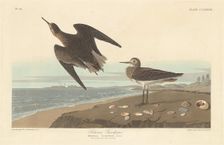 Schinz's Sandpiper, 1835. Creator: Robert Havell