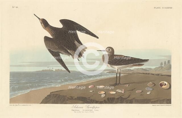 Schinz's Sandpiper, 1835. Creator: Robert Havell.