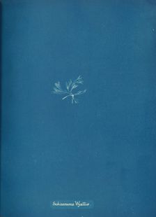 Schizonema Wyattiæ, ca. 1853. Creator: Anna Atkins