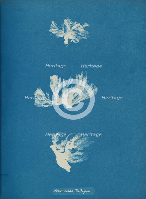 Schizonema Dillwynii, ca. 1853. Creator: Anna Atkins.
