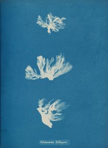 Schizonema Dillwynii, ca. 1853. Creator: Anna Atkins