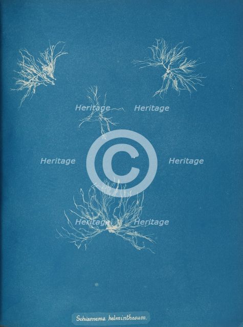 Schizonema helminthosum, ca. 1853. Creator: Anna Atkins.