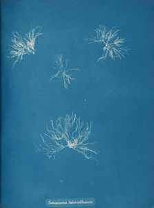 Schizonema helminthosum, ca. 1853. Creator: Anna Atkins
