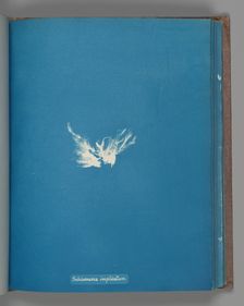 Schizonema implicatum, ca. 1853. Creator: Anna Atkins