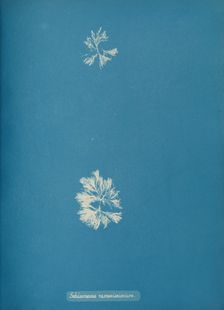 Schizonema ramosissimium, ca. 1853. Creator: Anna Atkins