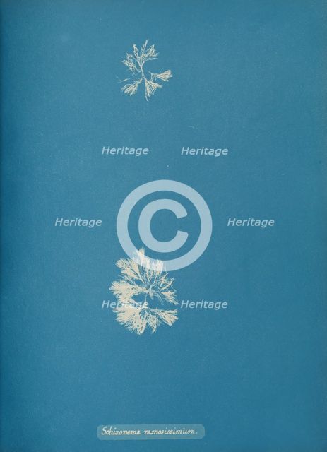 Schizonema ramosissimium, ca. 1853. Creator: Anna Atkins.