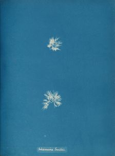 Schizonema Smithii, ca. 1853. Creator: Anna Atkins