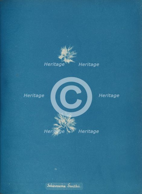 Schizonema Smithii, ca. 1853. Creator: Anna Atkins.