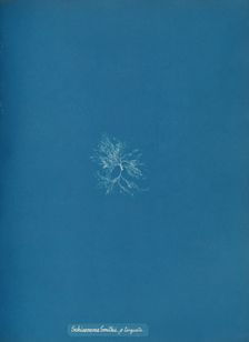 Schizonema Smithii, ß torqata, ca. 1853. Creator: Anna Atkins