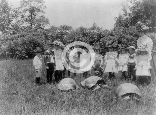 School children and three terrapin, Washington, D.C., (1899?). Creator: Frances Benjamin Johnston.