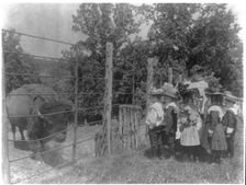 School children looking at bison at zoo, Washington, D.C., (1899?). Creator: Frances Benjamin Johnston