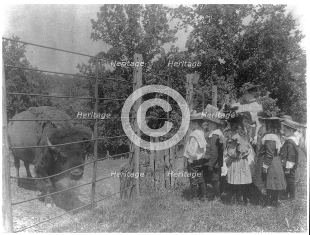 School children looking at bison at zoo, Washington, D.C., (1899?). Creator: Frances Benjamin Johnston.
