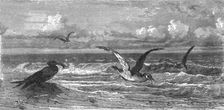 Scissor-Bills in pursuit of Prey; A Flying Visit to Florida 1875. Creator: Thomas Mayne Reid