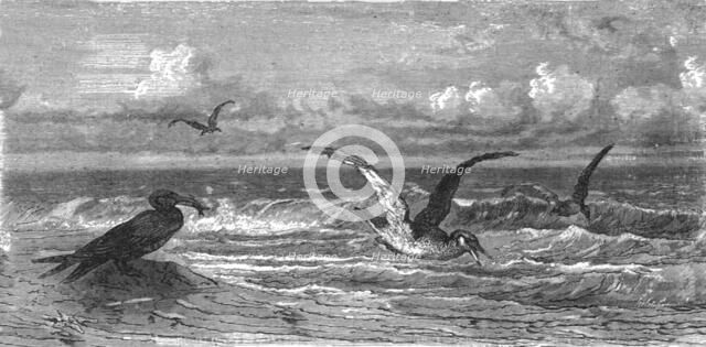 'Scissor-Bills in pursuit of Prey; A Flying Visit to Florida', 1875. Creator: Thomas Mayne Reid.